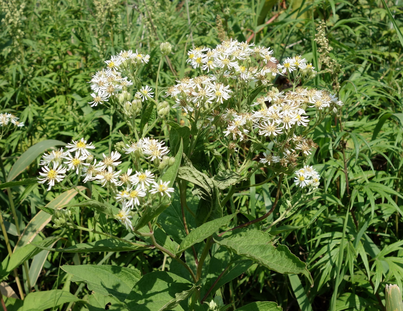 Изображение особи Aster glehnii.