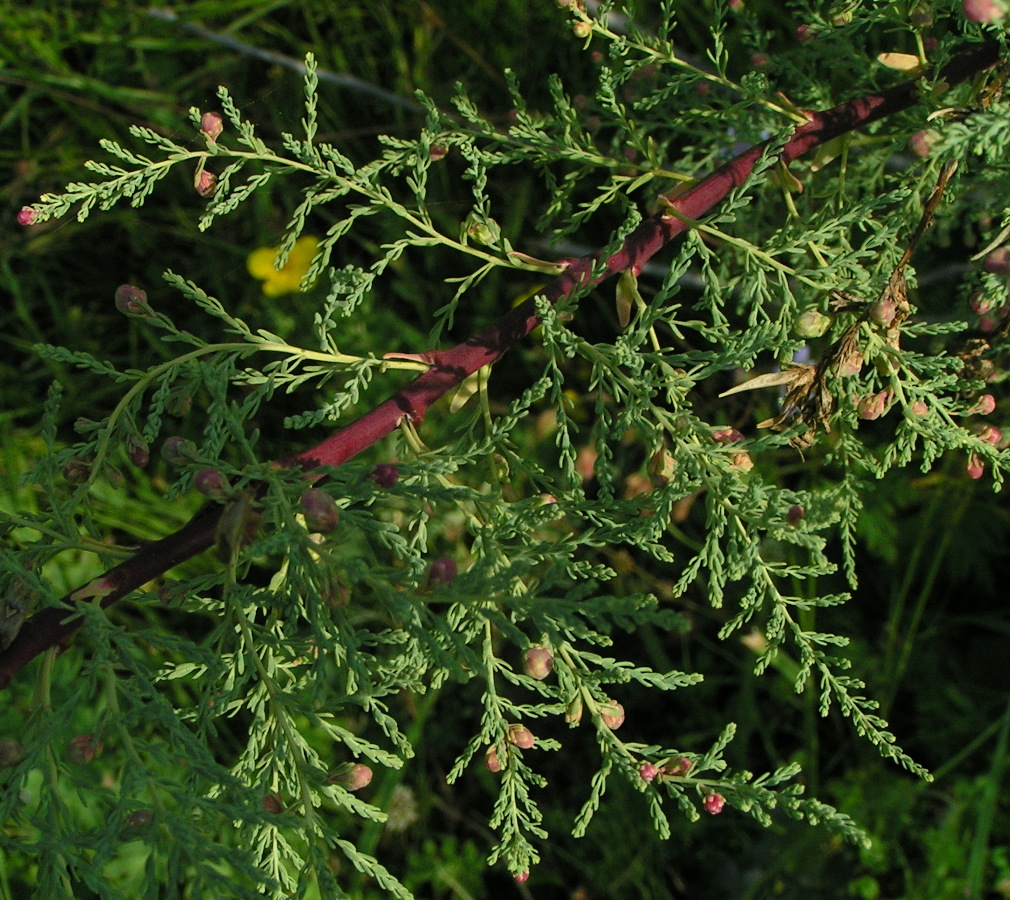 Image of Myricaria bracteata specimen.