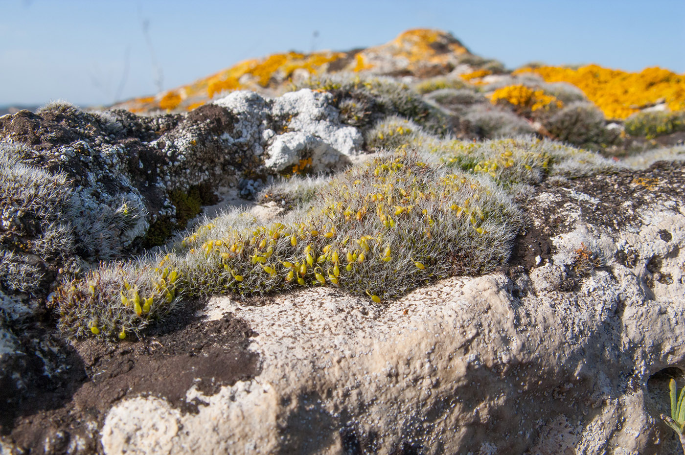 Image of Grimmia pulvinata specimen.