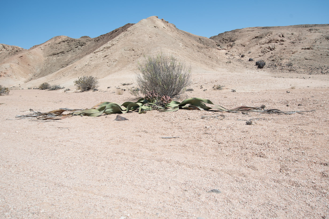 Изображение особи Welwitschia mirabilis.