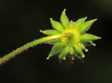 Anemone amurensis. Плод. Приморский край, окр. г. Владивосток, в широколиственном лесу. 25.05.2020.