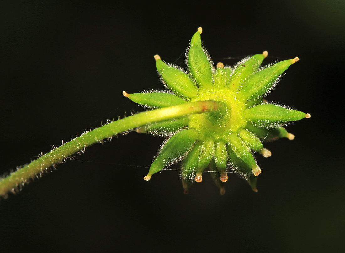 Изображение особи Anemone amurensis.