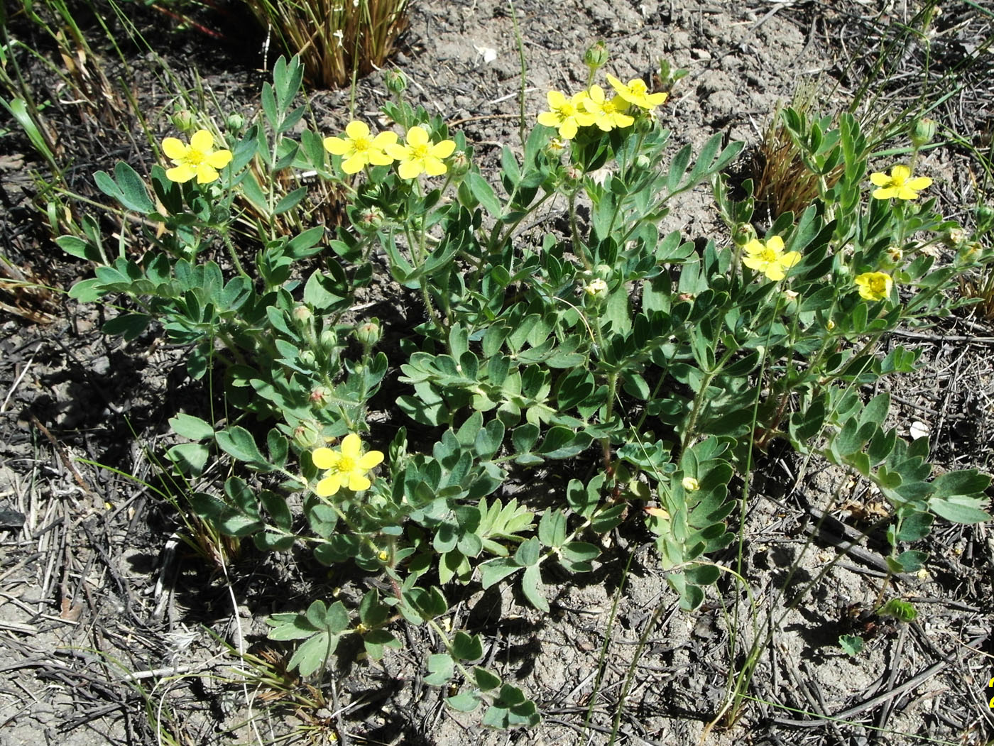 Image of Potentilla orientalis specimen.