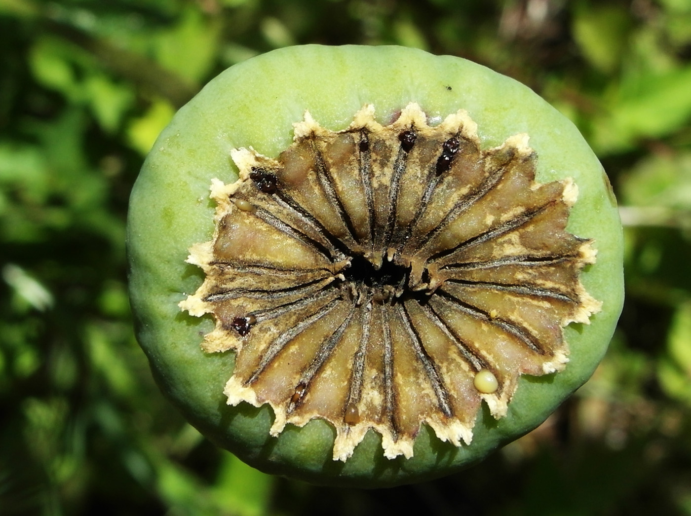 Image of Papaver setiferum specimen.