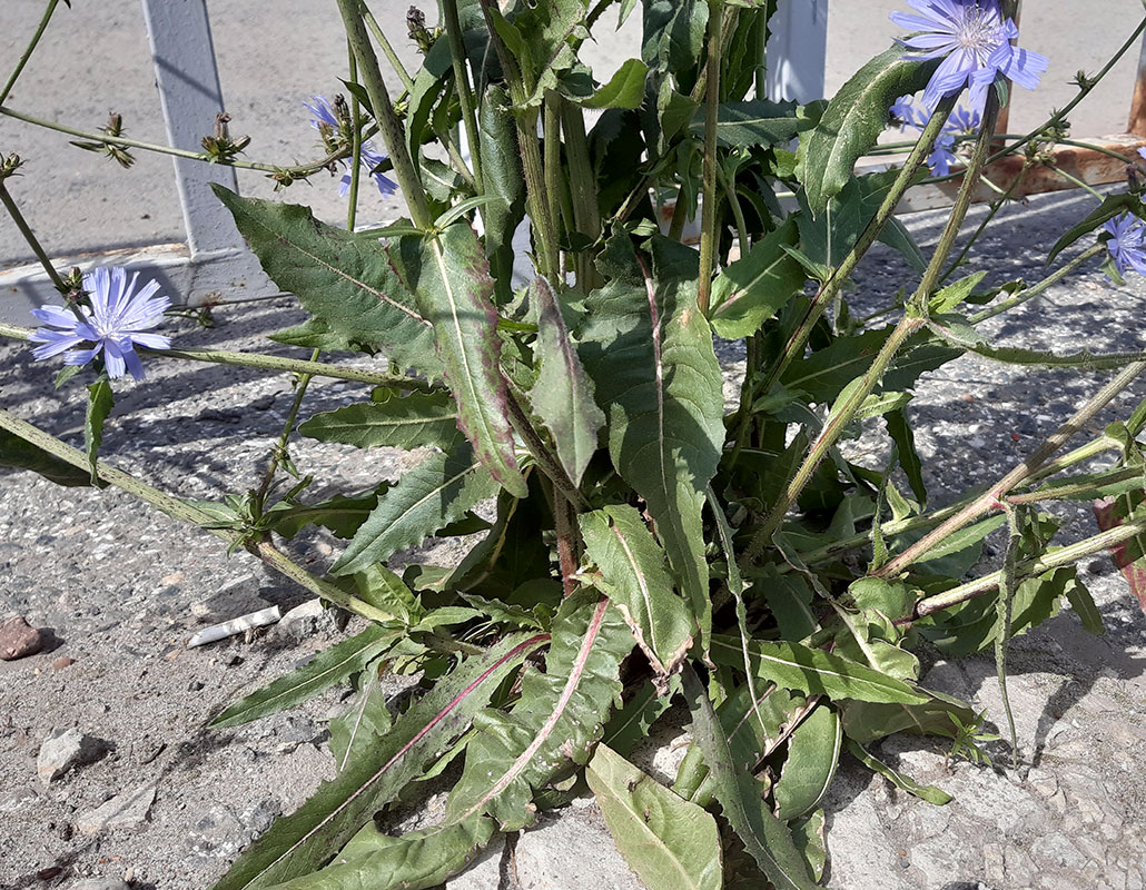 Image of Cichorium intybus specimen.