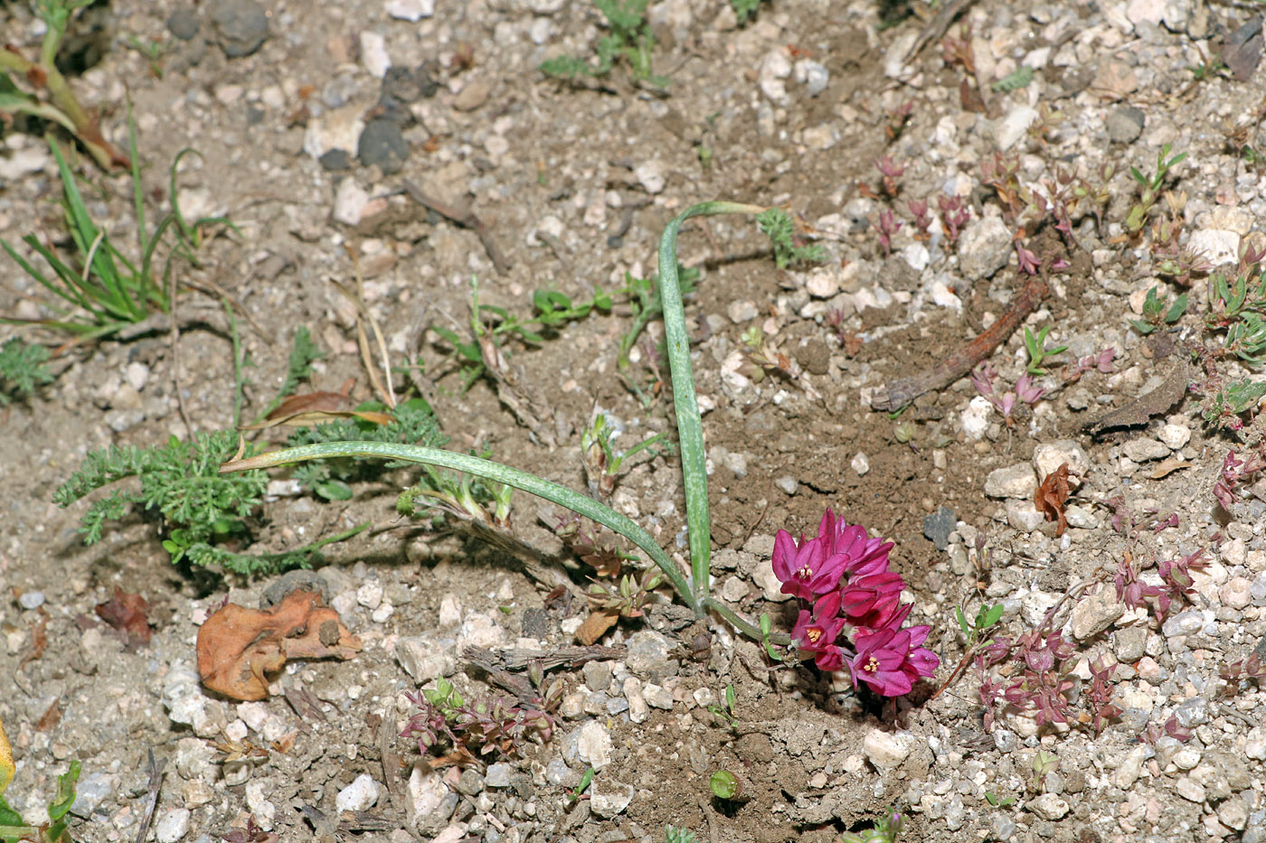 Image of Allium oreophilum specimen.