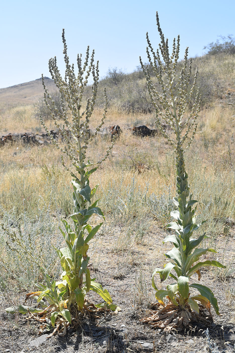 Image of Verbascum songaricum specimen.