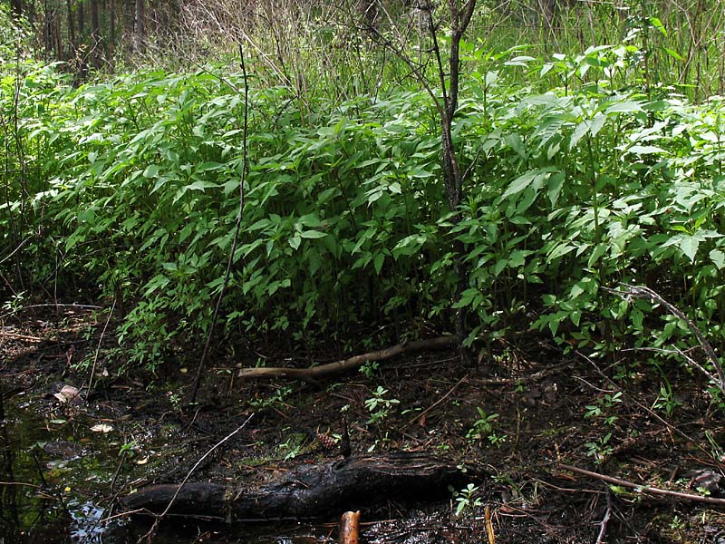 Изображение особи Bidens frondosa.