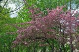 Malus × purpurea. Крона цветущего дерева. Московская обл., г. Железнодорожный, в культуре. 19.05.2020.