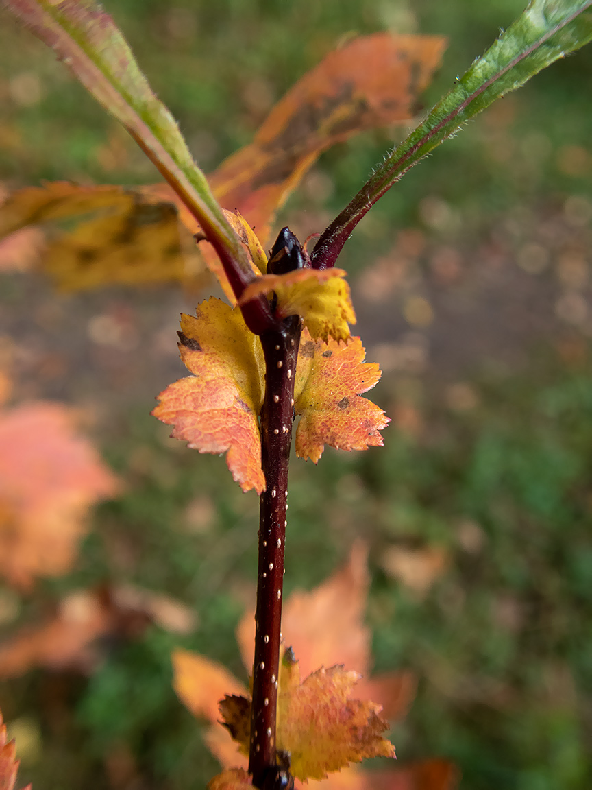 Image of genus Crataegus specimen.