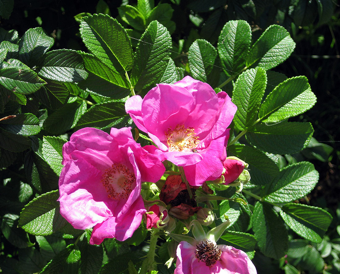 Изображение особи Rosa rugosa.