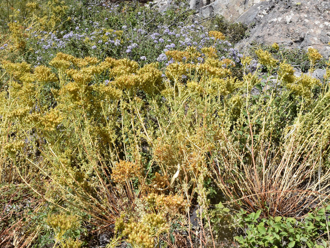 Image of Hypericum scabrum specimen.