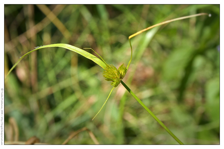 Изображение особи Carex bohemica.