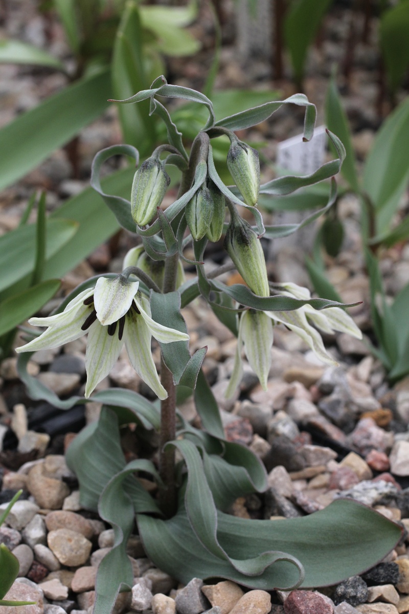 Image of Fritillaria baisunensis specimen.