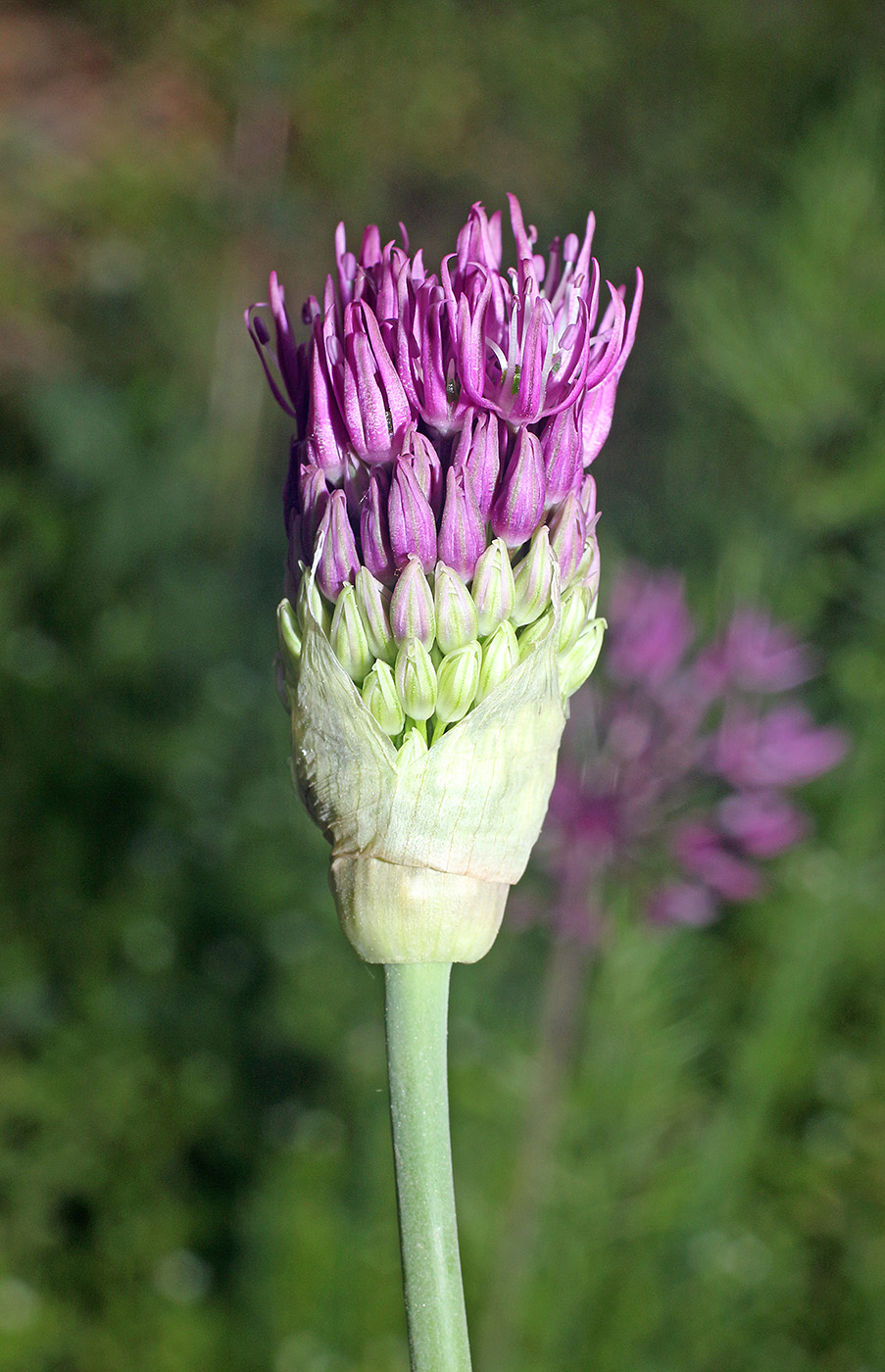 Image of Allium taeniopetalum specimen.