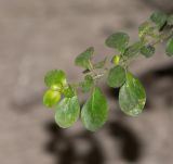 Pilea microphylla