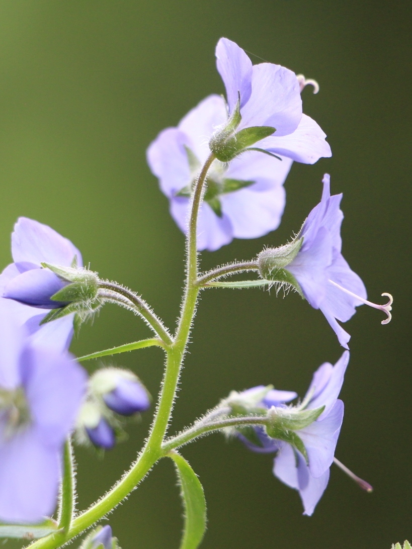 Image of Polemonium campanulatum specimen.