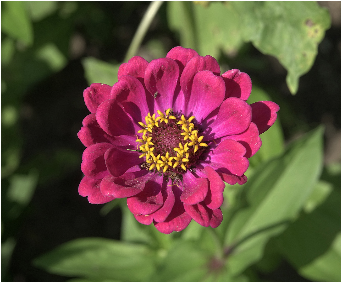 Image of Zinnia elegans specimen.