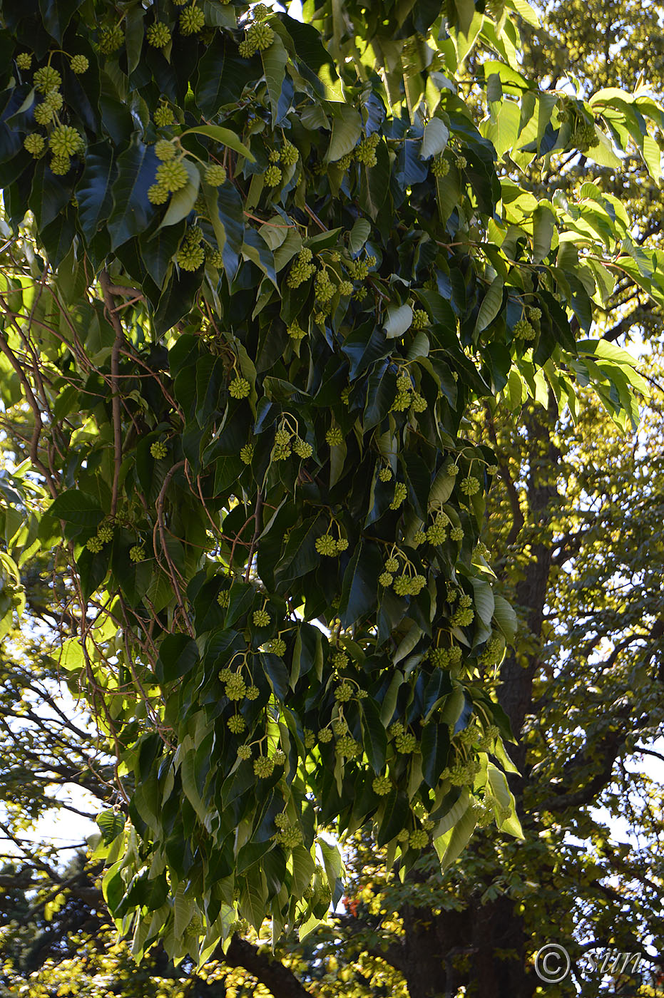 Image of Camptotheca acuminata specimen.