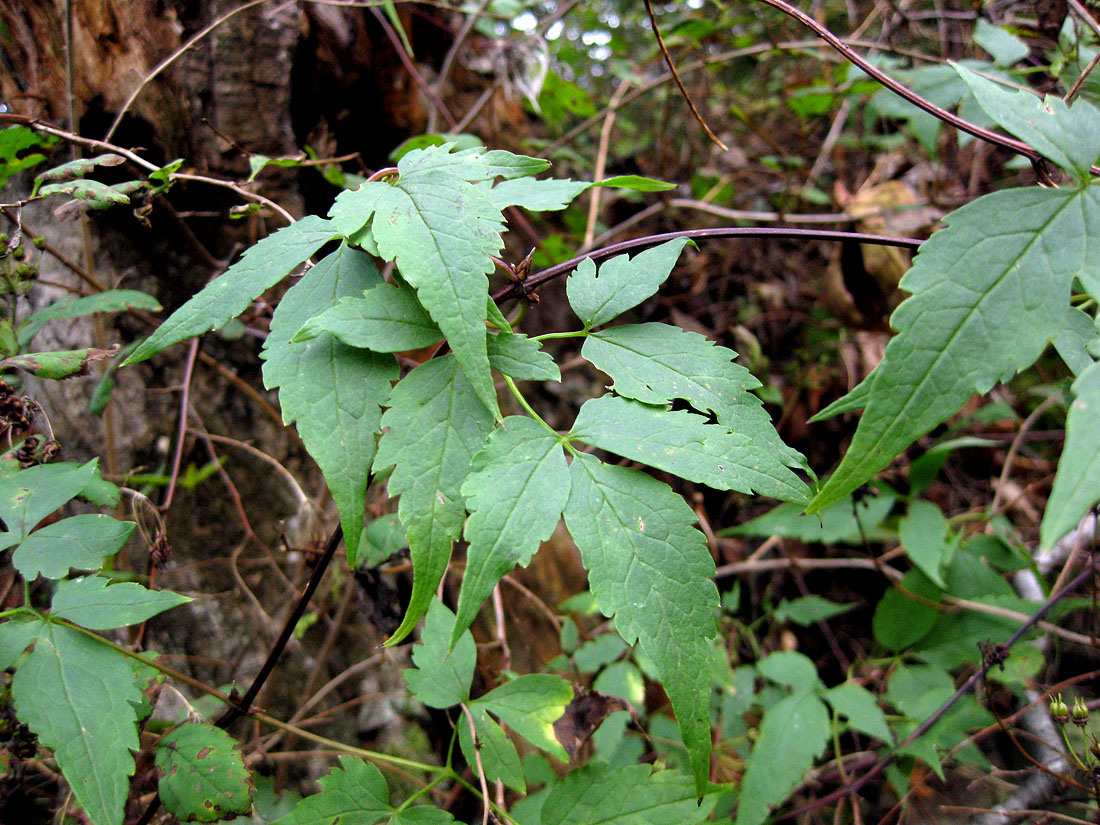 Image of Atragene alpina specimen.