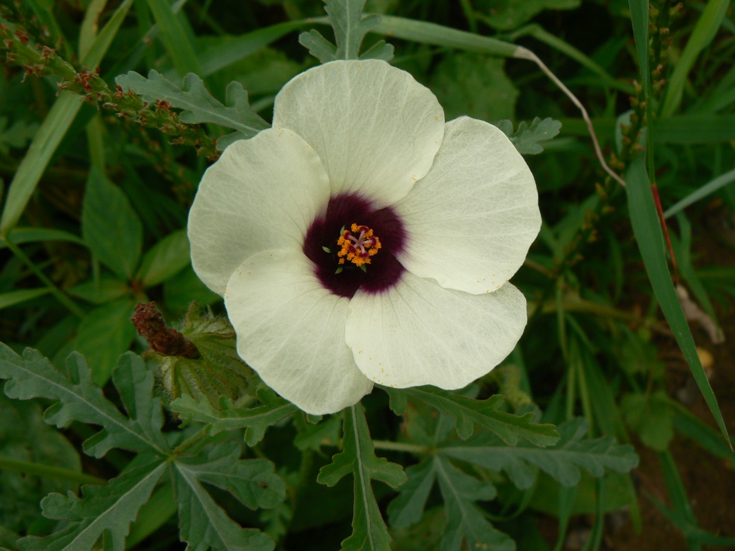 Image of Hibiscus trionum specimen.