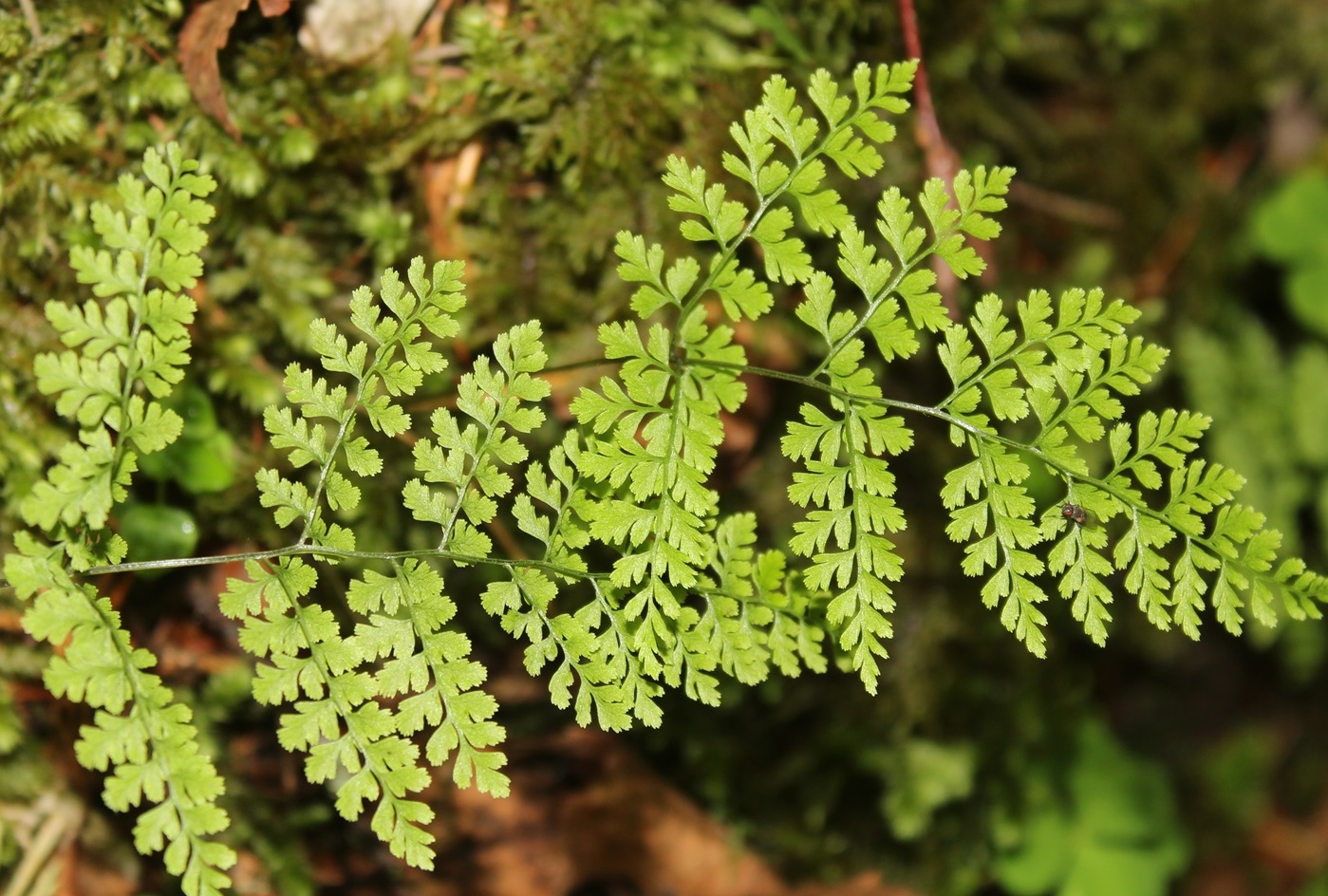 Изображение особи Rhizomatopteris sudetica.