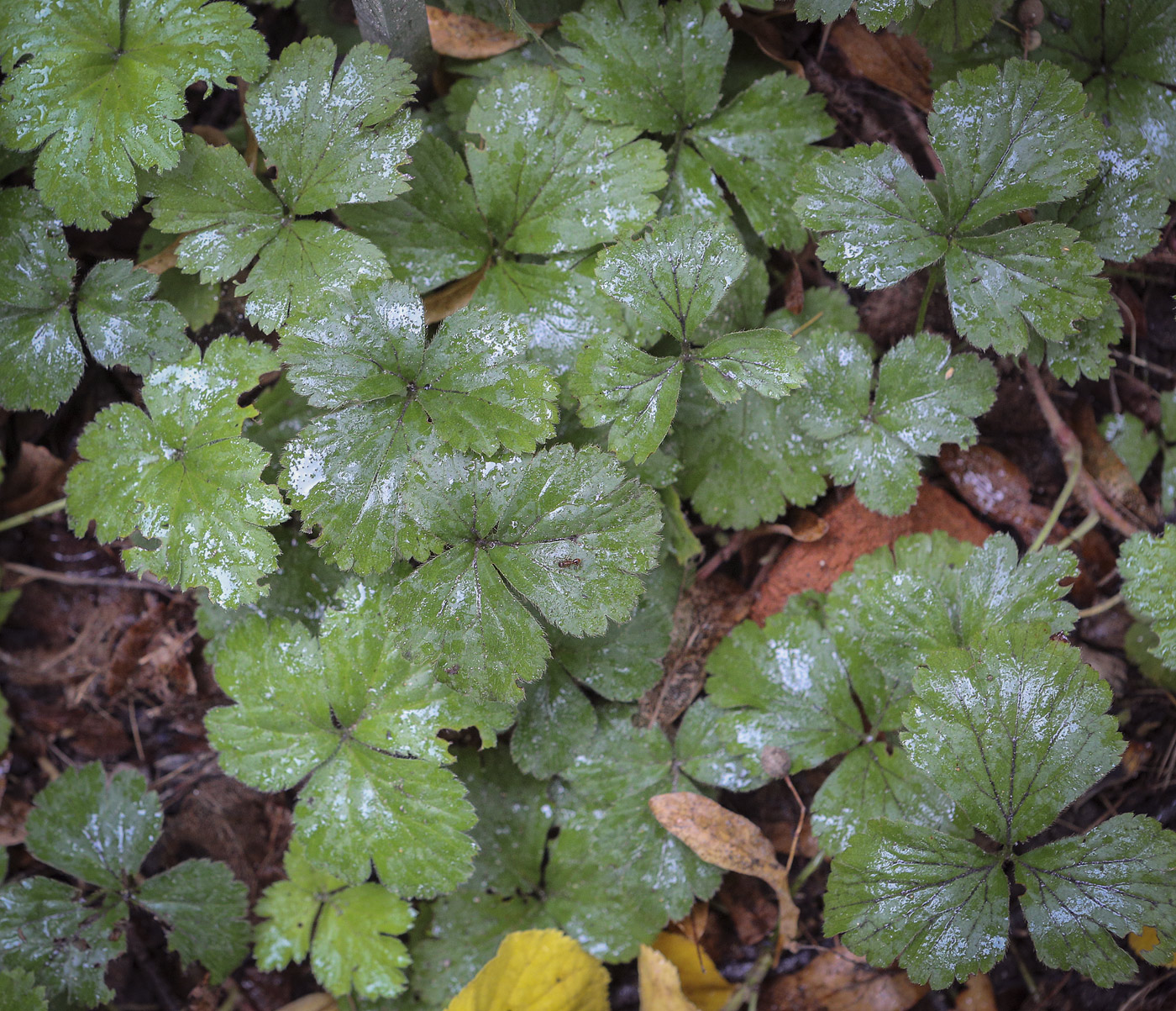 Image of Waldsteinia ternata specimen.