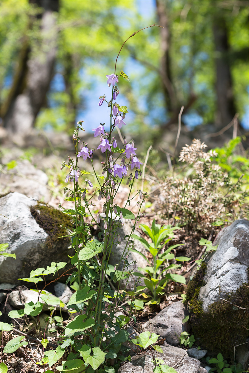 Image of Campanula longistyla specimen.