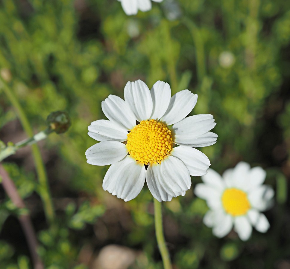 Image of Anthemis ruthenica specimen.