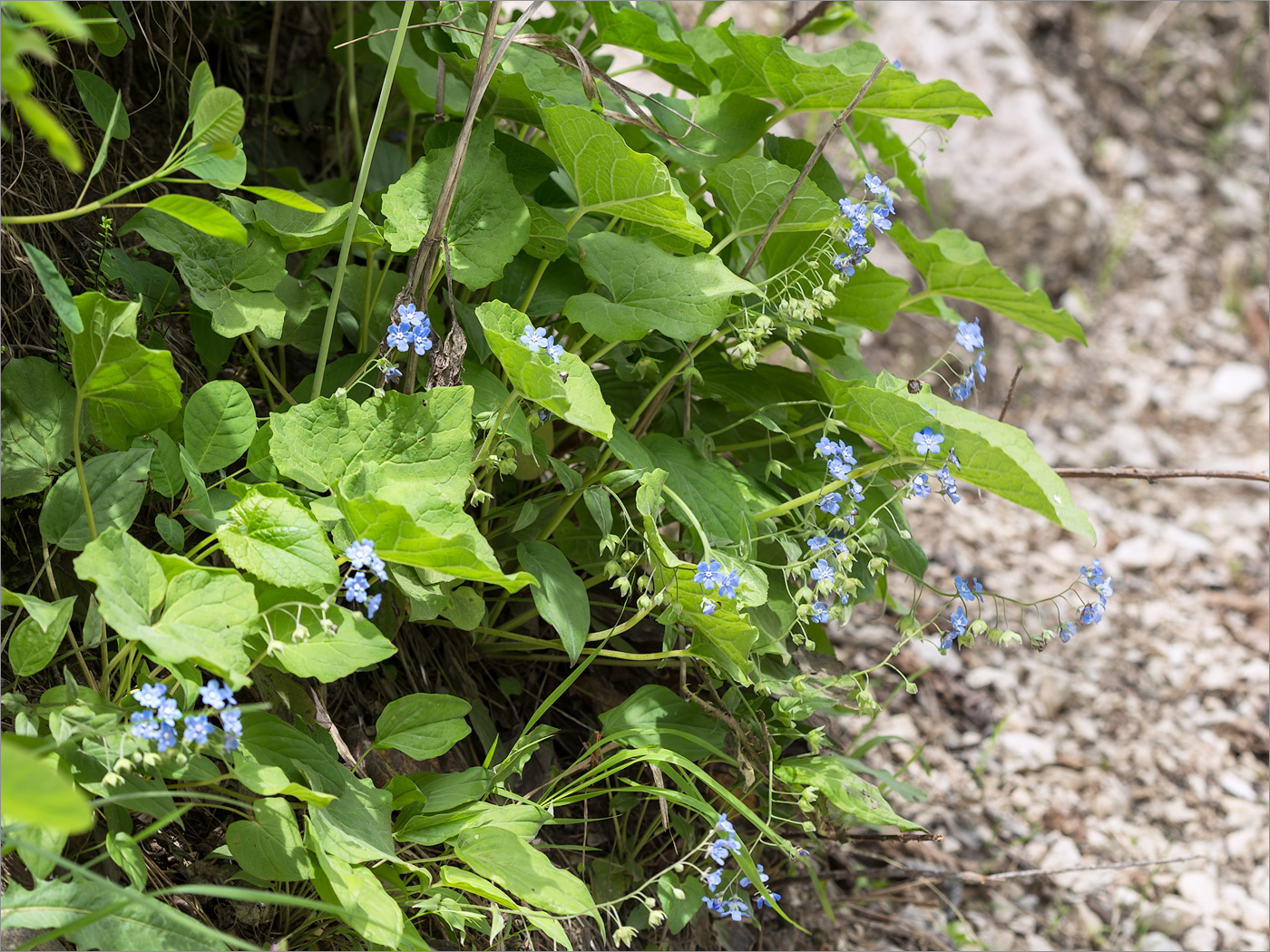 Image of Omphalodes cappadocica specimen.