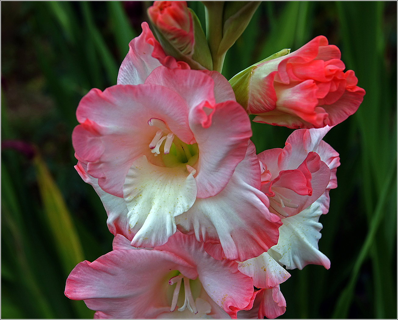 Изображение особи Gladiolus &times; gandavensis.