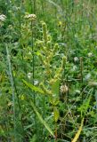 Rumex maritimus. Верхушка плодоносящего растения. Хабаровский край, р-н им. Полины Осипенко, с. Бриакан, влажный луг с Aichemilla и Trifolium на опушке смешанного леса. 17.07.2021.