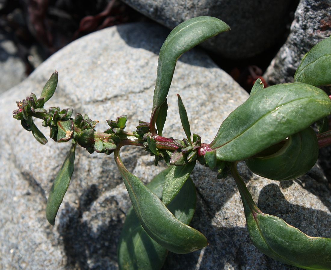 Image of Atriplex praecox specimen.