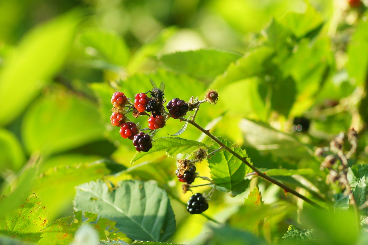 Изображение особи род Rubus.