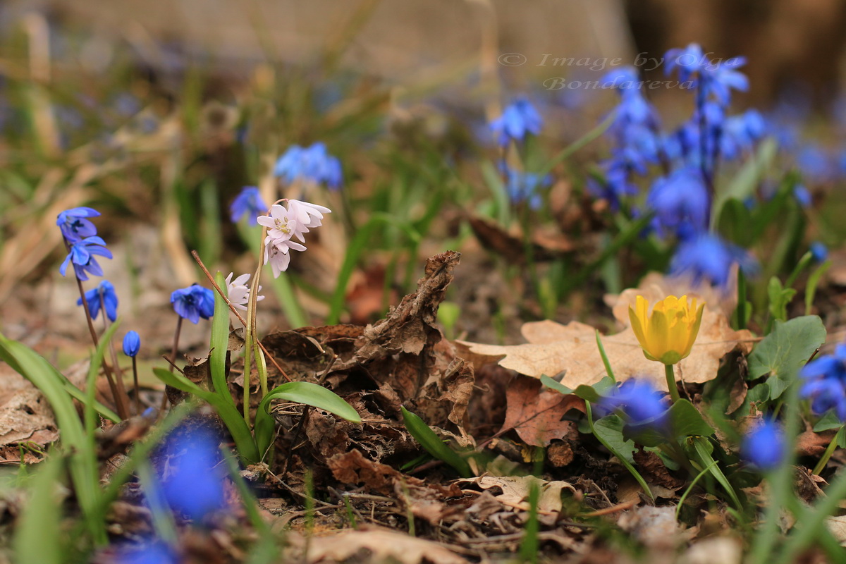 Изображение особи Scilla siberica.