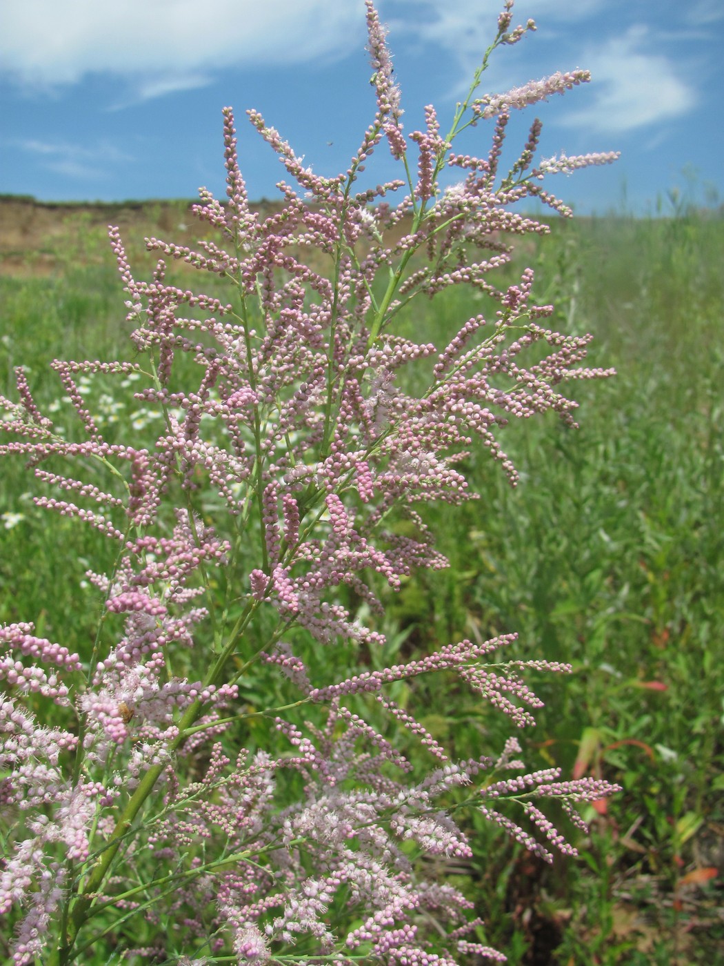 Image of Tamarix ramosissima specimen.