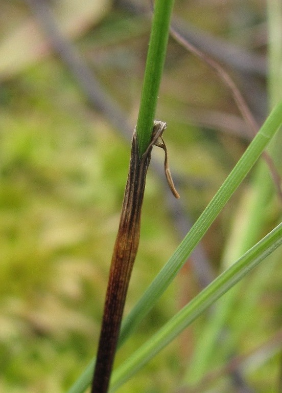 Изображение особи Eriophorum russeolum.