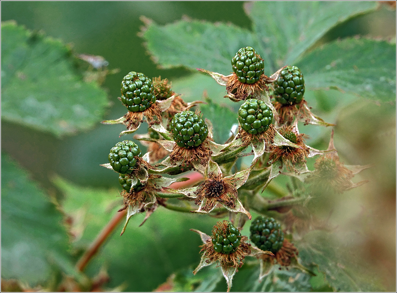 Изображение особи Rubus allegheniensis.