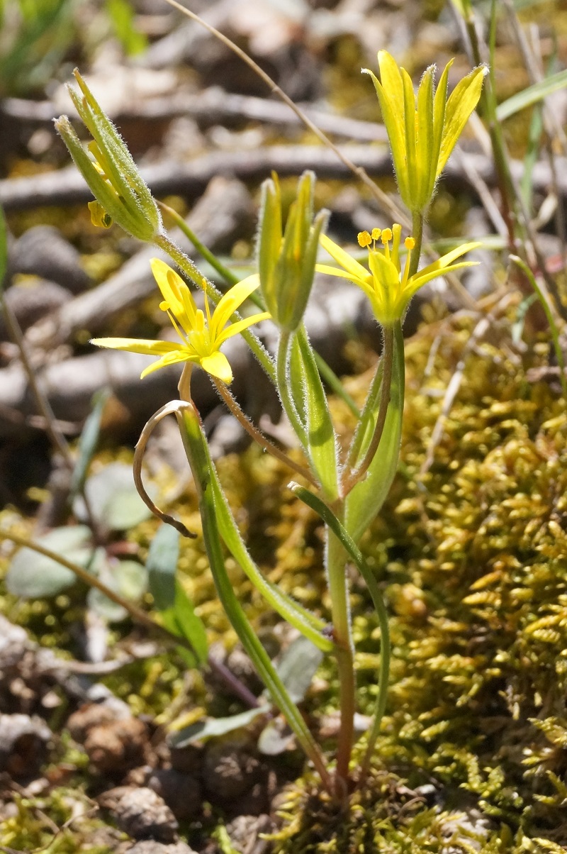 Image of Gagea dubia specimen.