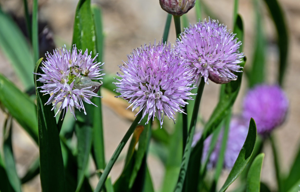 Image of Allium platyspathum specimen.