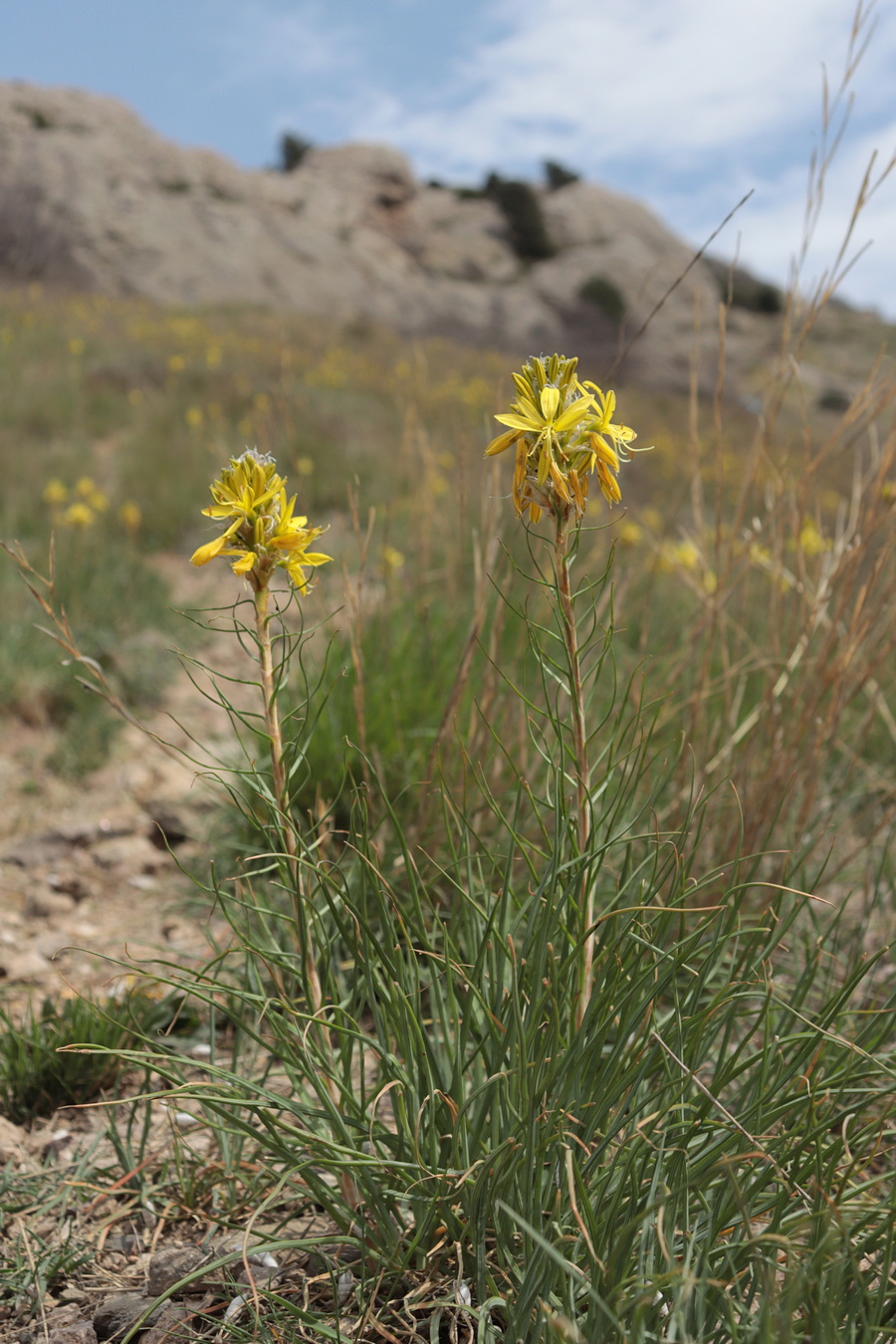 Изображение особи Asphodeline lutea.