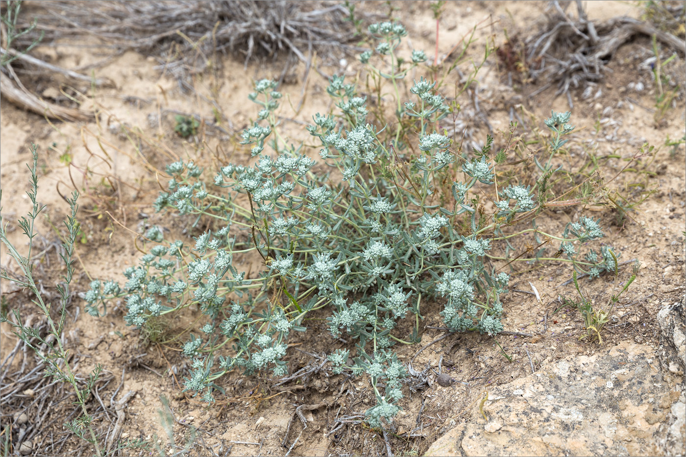 Изображение особи Teucrium capitatum.