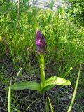 Dactylorhiza incarnata. Цветущее растение. Московская обл., ГО Подольск, мкр-н Климовск, обочина дороги. 07.06.2023.