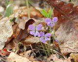 Смотреть изображение Viola dactyloides