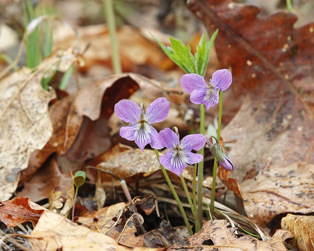 Изображение особи Viola dactyloides.