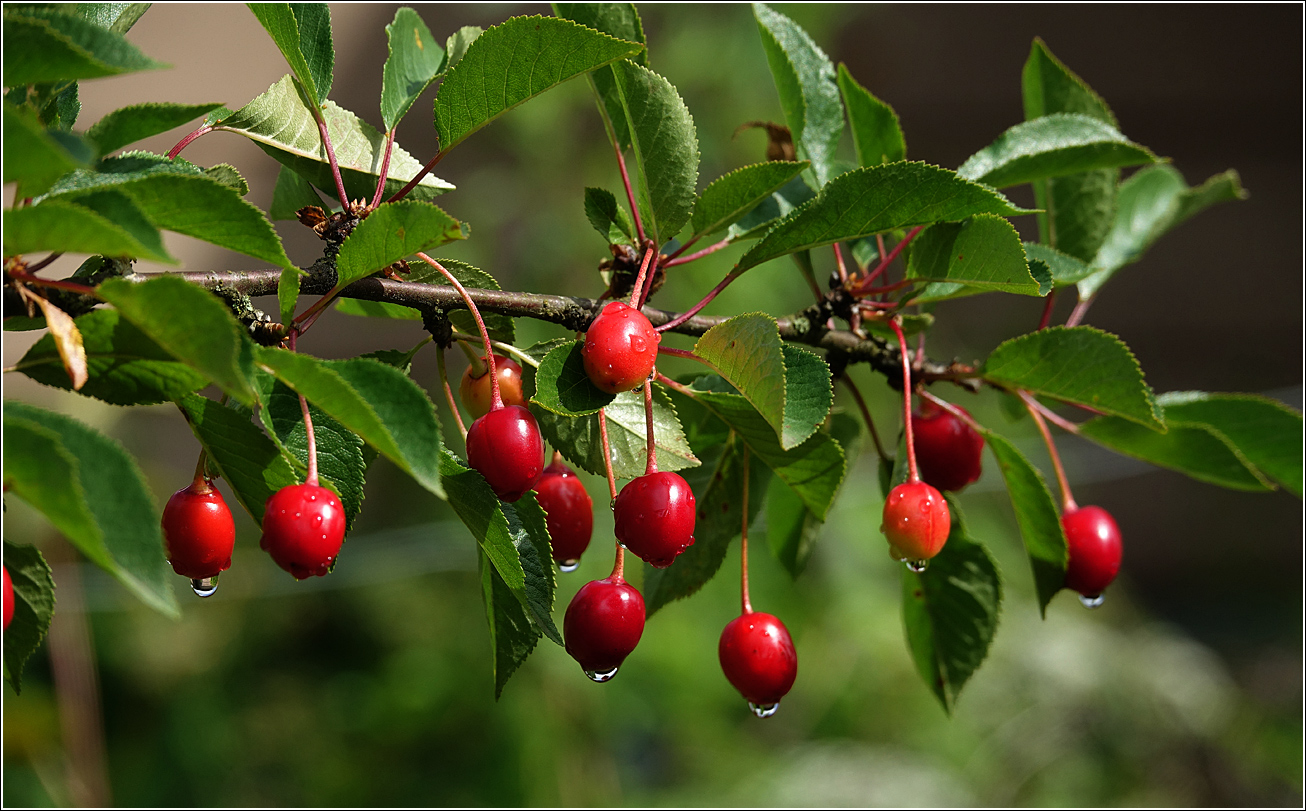 Изображение особи Cerasus vulgaris.