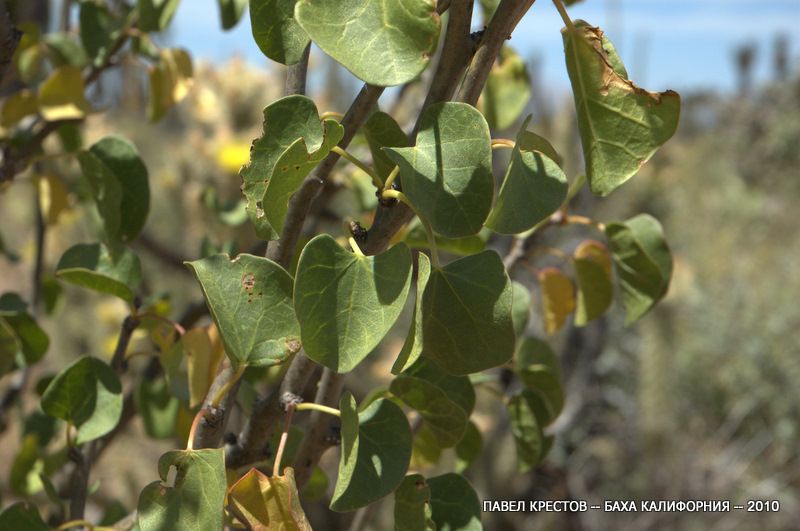 Изображение особи Jatropha cinerea.