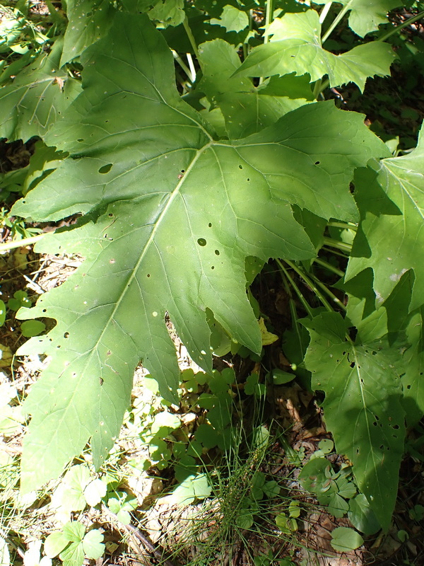 Image of Synurus deltoides specimen.