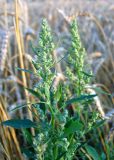 Chenopodium album