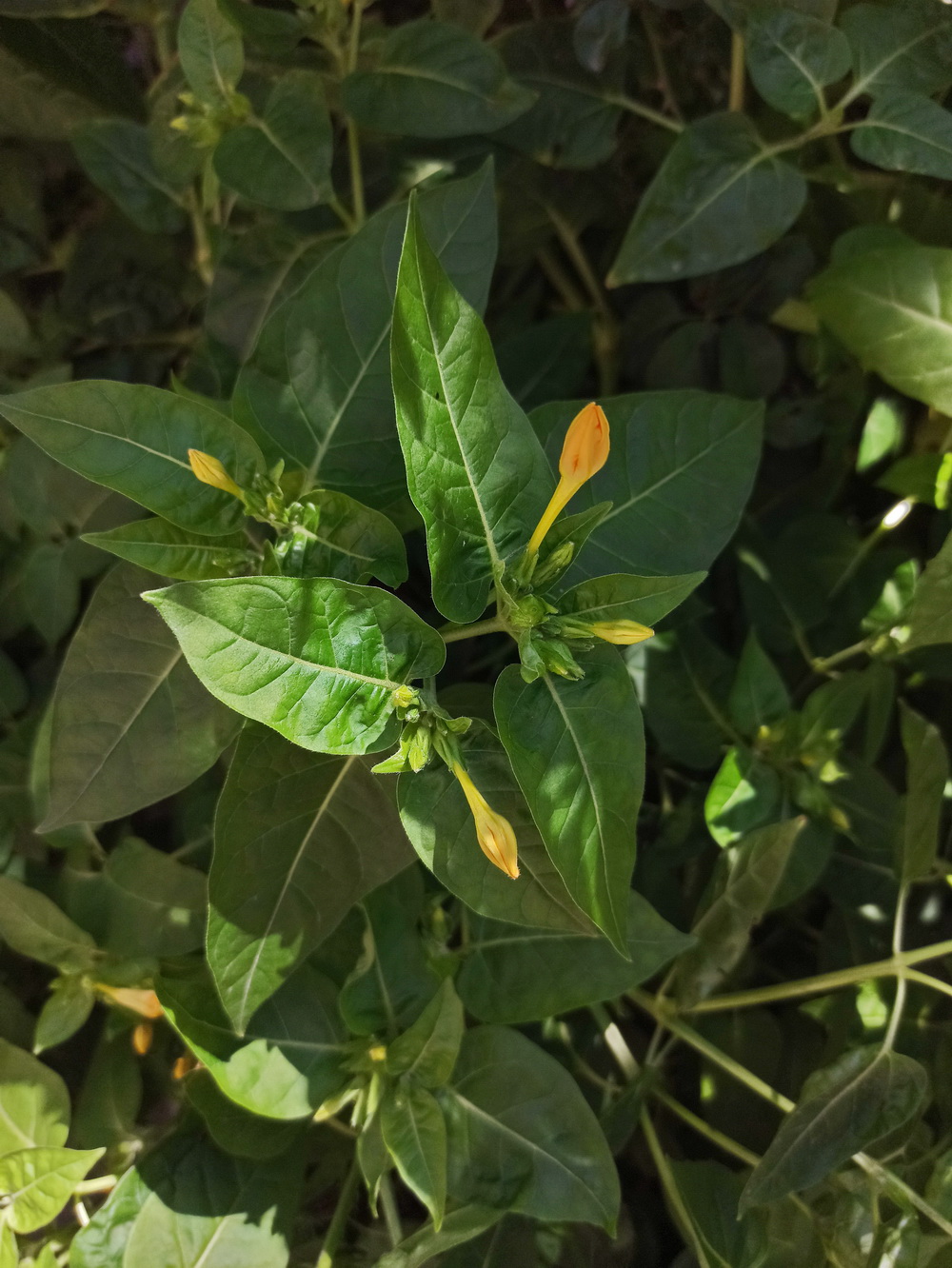 Image of Mirabilis jalapa specimen.